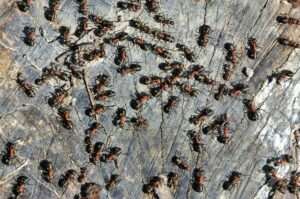 a swarm of ants
